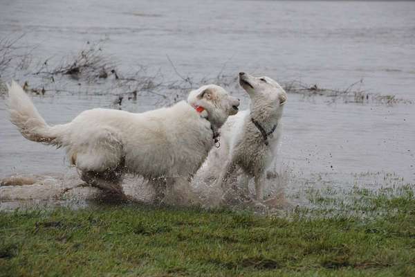 Dogorama Photo Challenge - Hunde in Action-Beitrag-Bild