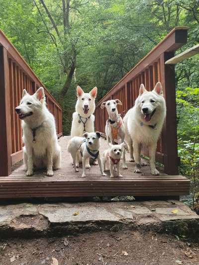 Foto Challenge Thema "Brücke"-Beitrag-Bild