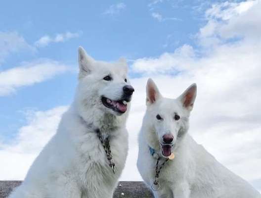 Handy Fotochallenge Nr. 52: Dein Hund mit blauem Himmel-Beitrag-Bild