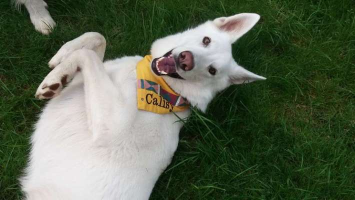 Fotosammlung: ,,Der natürliche Hund" Unbearbeitet, ungestellt und in Natura-Beitrag-Bild