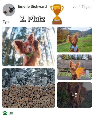 31. Collagen Challenge - Bänke/ Steine /Baumstümpfe-Beitrag-Bild