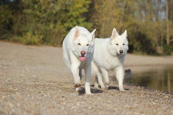 Fotochallenge Nr. 59 - Mein Hund zeigt die Zunge-Beitrag-Bild