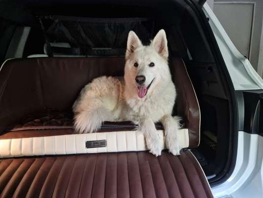 Foto Challenge Thema "Hunde im Auto"-Beitrag-Bild