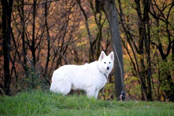 Der Wolf in eurem Hund-Beitrag-Bild