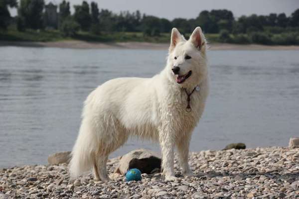 Fotochallenge Nr 73 ~ Schokoseite - Zeig deinen Hund von seiner besten Seite-Beitrag-Bild
