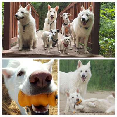 12. Collagen Challenge - Auslastung/Training-Beitrag-Bild