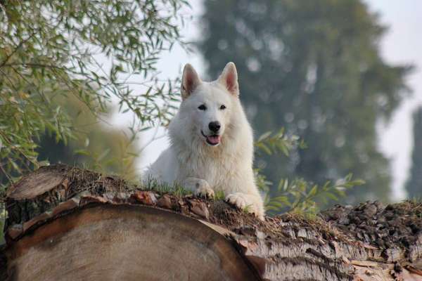 Fotochallenge - fremde Hunde-Beitrag-Bild