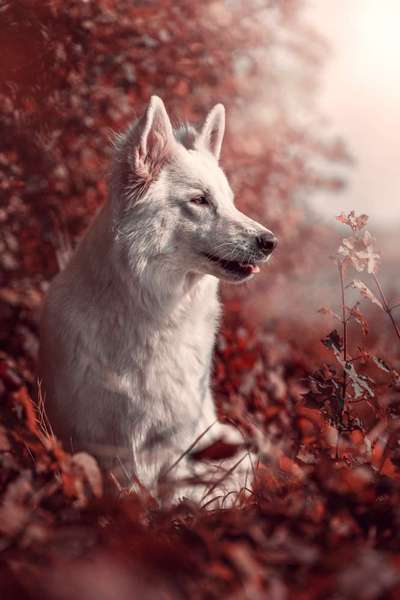 FarbenFoto - Challenge: Sepia-Beitrag-Bild