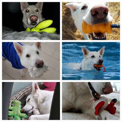 15. Collagenchallenge 
Dein Hund und sein Lieblingsspieli-Beitrag-Bild