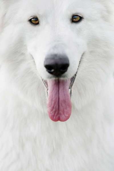 Tongue Out Tuesday-Beitrag-Bild