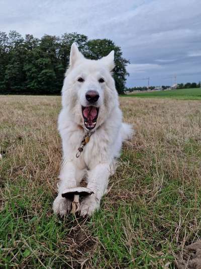 Dogorama Photo Challenge - Pilze-Beitrag-Bild