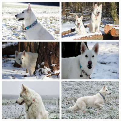 24. Collage-Challenge  *Hund im Schnee*-Beitrag-Bild