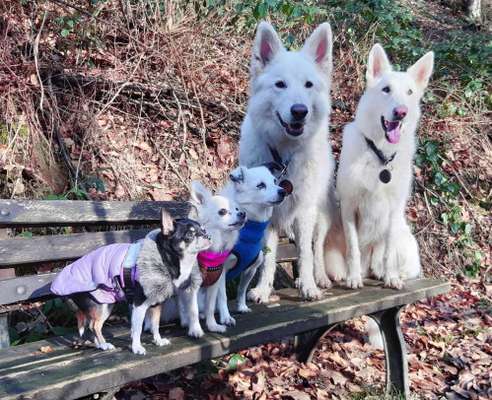 Kein Hundekontakt?-Beitrag-Bild