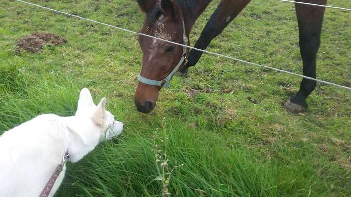 Fotochallenge Nr. 51 "Euer Hund mit anderen Tieren"-Beitrag-Bild