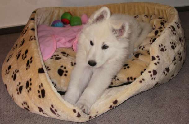 34. Farben-Challenge: Punkte - Punkte - Pünktchen-Beitrag-Bild