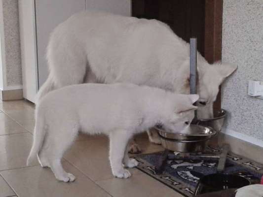 Fotochallenge 31 - Das perfekte Hundedinner-Beitrag-Bild