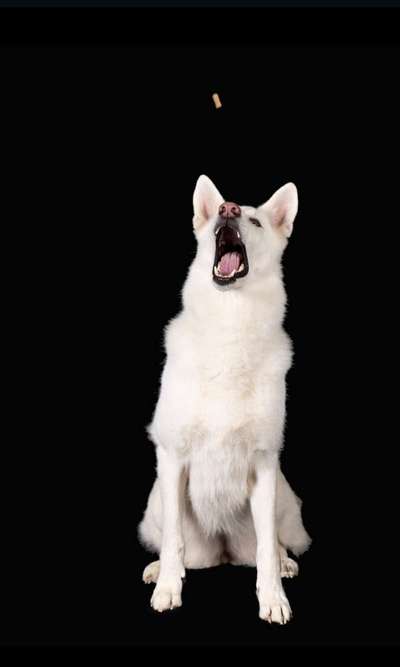 Fotochallenge 110: Lustige und schöne Schnappfotos-Beitrag-Bild