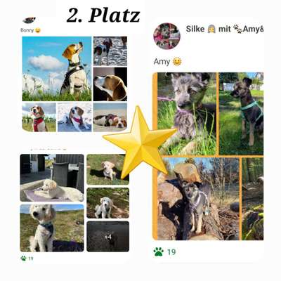 52. Collagenchallenge: Dein Hund im Sonnenschein-Beitrag-Bild