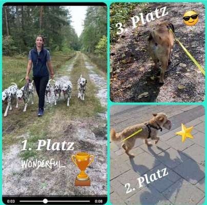 51. Video challenge - Dein Hund beim Spaziergang-Beitrag-Bild