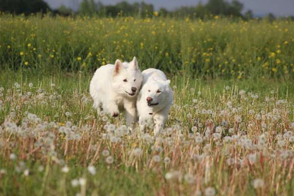 Fotosammlung: ,,Der natürliche Hund" Unbearbeitet, ungestellt und in Natura-Beitrag-Bild