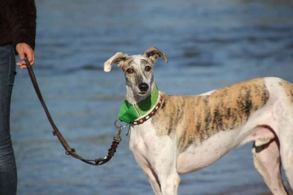 Tierschutzhunde suchen ein Zuhause-Beitrag-Bild