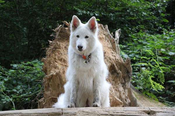 Dogorama Photo Challenge- Wurzeln-Beitrag-Bild