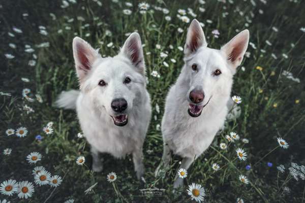 Fotochallange 63: "Dein blühendes Hündchen"-Beitrag-Bild