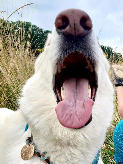 Dogorama Photo Challenge - Dein Hund beim Gähnen-Beitrag-Bild