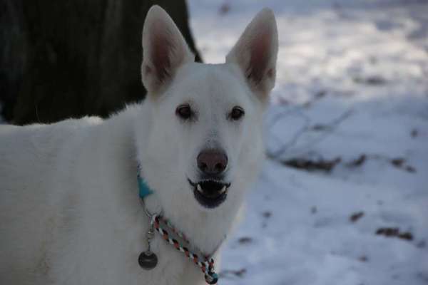 Fotochallenge 61 ~ Schnee-Beitrag-Bild