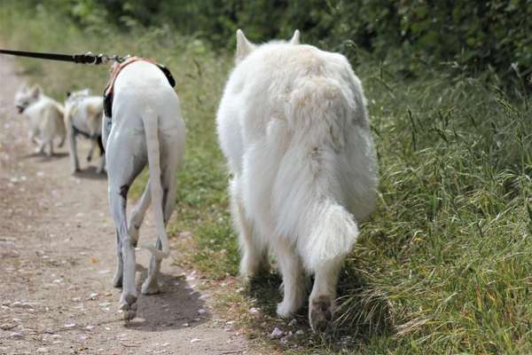 42.Fotochallenge - Eure schönen Momente beim Spaziergang-Beitrag-Bild