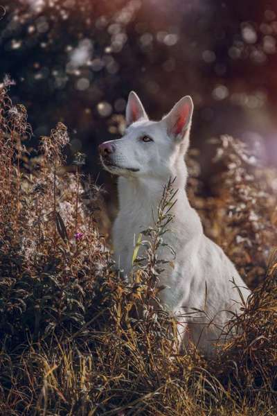 12. Farben Foto Challenge --- Braun-Beitrag-Bild