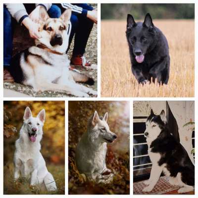 10. Collage-Challenge 
Hunde die Dich begleitet haben bzw. tun-Beitrag-Bild