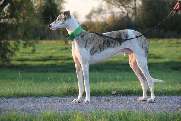 Tierschutzhunde suchen ein Zuhause-Beitrag-Bild