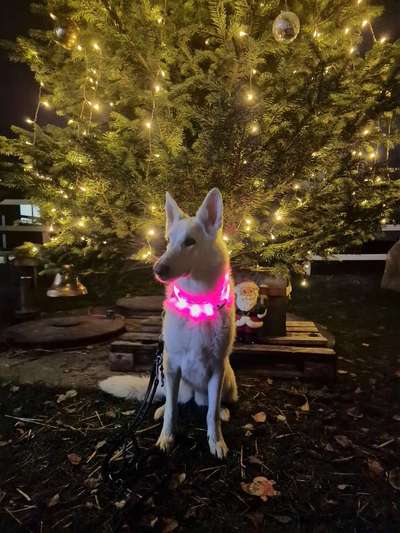 Dogorama Photo Challenge - Weihnachtsbaum-Beitrag-Bild