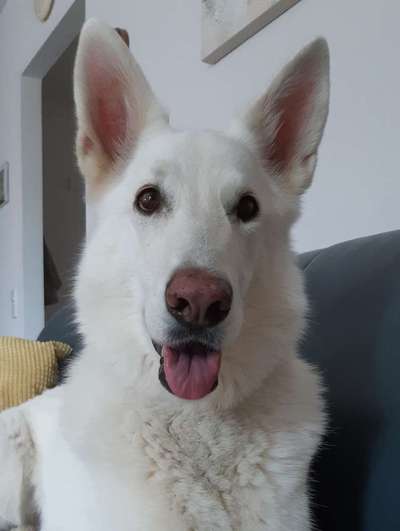 Dogorama Photo Challenge - Details Ganz nah-Beitrag-Bild