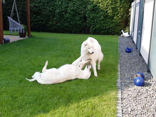 Fotosammlung: ,,Der natürliche Hund" Unbearbeitet, ungestellt und in Natura-Beitrag-Bild