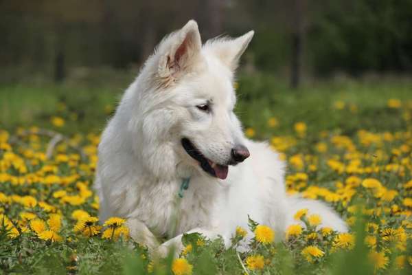 Dogorama Photo Challenge - Der Frühling kommt-Beitrag-Bild