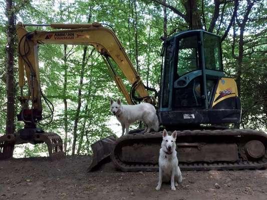 16. HANDYFOTO-CHALLENGE

Mein Hund das Arbeitstier:🐕-Beitrag-Bild