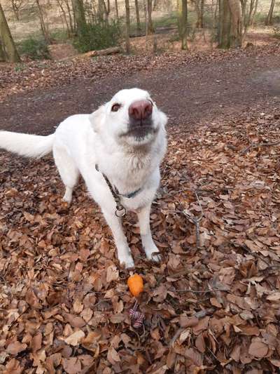 Lustigsten Grimassen von euren Hunden-Beitrag-Bild
