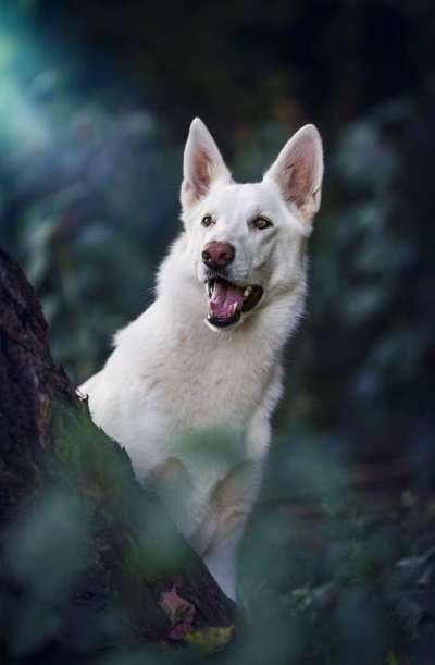 Dogorama Photo Challenge - Märchenwald-Beitrag-Bild