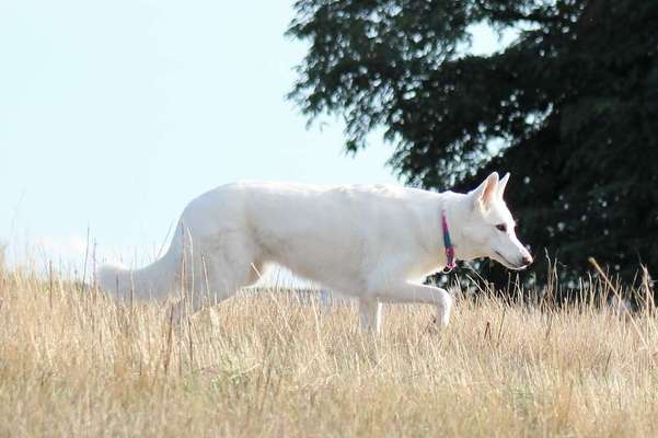 28. Farben Foto Challenge * BEIGE *-Beitrag-Bild