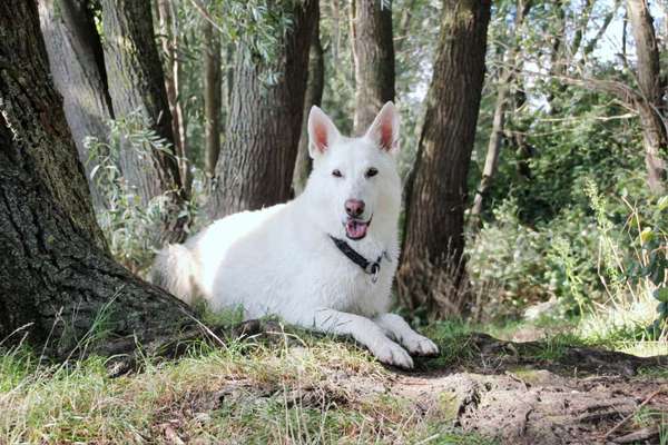 Foto -Challenge  Thema : Dein Hund Im Wald-Beitrag-Bild