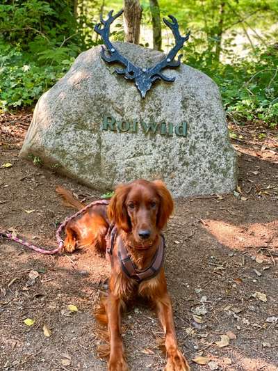 Irisch setter-Beitrag-Bild