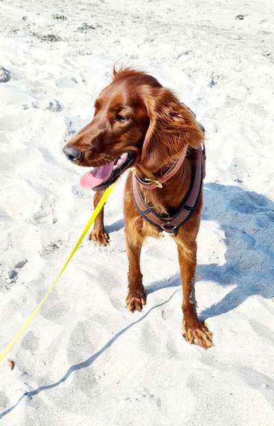 Irisch setter-Beitrag-Bild