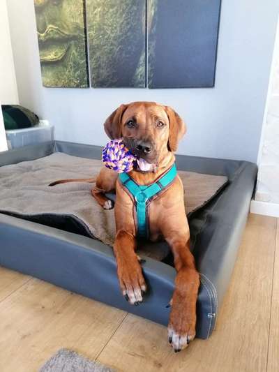 Rhodesian Ridgeback-Beitrag-Bild