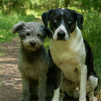 Hundeshops-Sammy und Greta-Bild