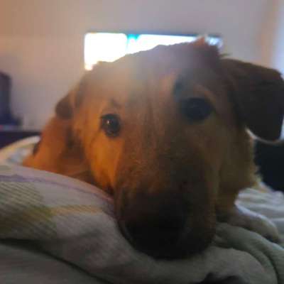 Hundetreffen-Luna sucht Trainingspartner/ Distanz Training-Bild