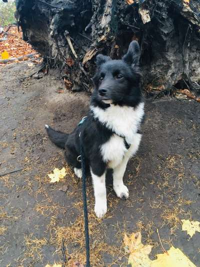 Welpen Bilder !-Beitrag-Bild