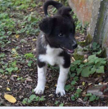 Welpen Bilder !-Beitrag-Bild