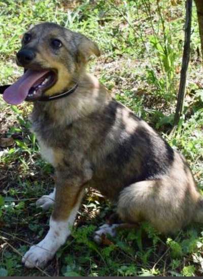 Welpen Bilder !-Beitrag-Bild